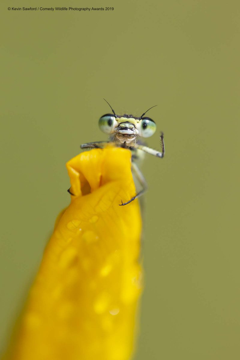 Illustration for article titled Si las fotos más cómicas de vida salvaje de 2019 no te sacan una sonrisa, no eres humano